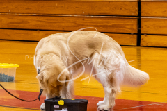 26-3-14-Scent-Work-562