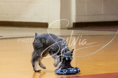 26-3-14-Scent-Work-567