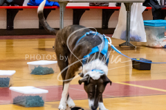 26-3-14-Scent-Work-605