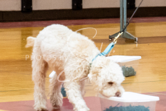 26-3-14-Scent-Work-631