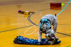 26-3-14-Scent-Work-650