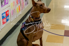 26-3-14-Scent-Work-68