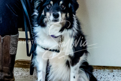 26-3-14-Scent-Work-685