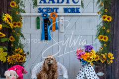 26-3-14-Scent-Work-691