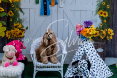 26-3-14-Scent-Work-694