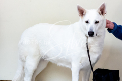 26-3-14-Scent-Work-706