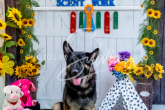 26-3-14-Scent-Work-721