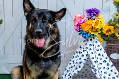 26-3-14-Scent-Work-724