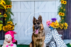 26-3-14-Scent-Work-761