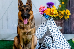 26-3-14-Scent-Work-766