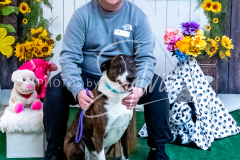 26-3-14-Scent-Work-811