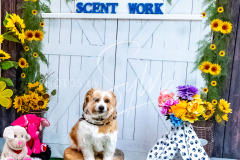 26-3-14-Scent-Work-826