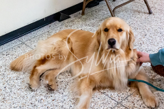 26-3-14-Scent-Work-833