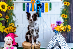 26-3-14-Scent-Work-836