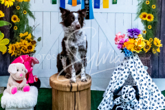 26-3-14-Scent-Work-839