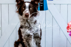 26-3-14-Scent-Work-841