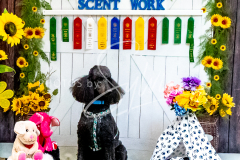 26-3-14-Scent-Work-876