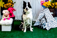 26-3-14-Scent-Work-897