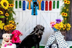 26-3-14-Scent-Work-939