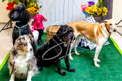 26-3-14-Scent-Work-976