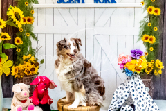 26-3-14-Scent-Work-989