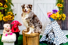 26-3-14-Scent-Work-993