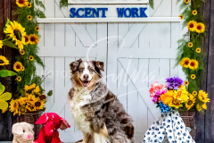 26-3-14-Scent-Work-995