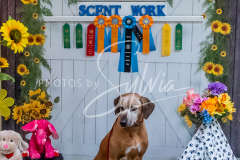 26-3-15-Scent-Work-1000