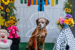 26-3-15-Scent-Work-1002