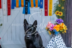 26-3-15-Scent-Work-1086