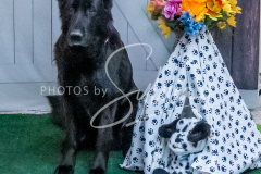 26-3-15-Scent-Work-1088