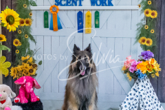 26-3-15-Scent-Work-1100