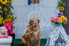 26-3-15-Scent-Work-1142