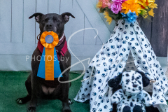 26-3-15-Scent-Work-1144