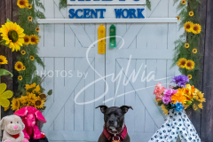 26-3-15-Scent-Work-1151