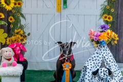 26-3-15-Scent-Work-1152