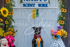 26-3-15-Scent-Work-1153