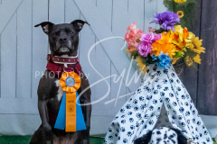 26-3-15-Scent-Work-1154