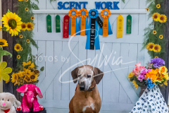 26-3-15-Scent-Work-1159