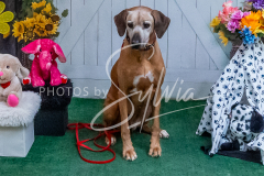 26-3-15-Scent-Work-1161