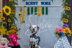 26-3-15-Scent-Work-1168