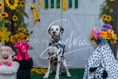 26-3-15-Scent-Work-1169