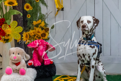 26-3-15-Scent-Work-1176