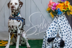 26-3-15-Scent-Work-1178