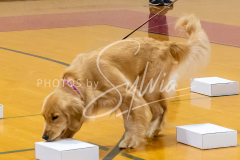 26-3-15-Scent-Work-118