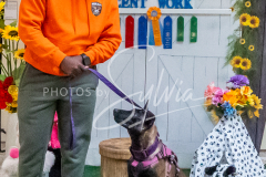 26-3-15-Scent-Work-1184