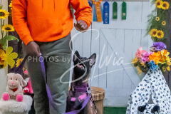 26-3-15-Scent-Work-1194