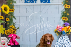 26-3-15-Scent-Work-1208