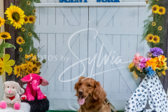 26-3-15-Scent-Work-1213