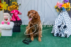 26-3-15-Scent-Work-1220